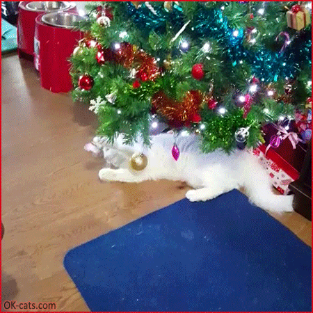 Christmas Cat GIF • Playful white cat paying hard with a silver Xmas ball [ok-cats.com]