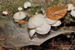 Champignons dans le Jura.