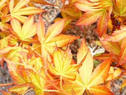 Acer palmatum "Katsura"