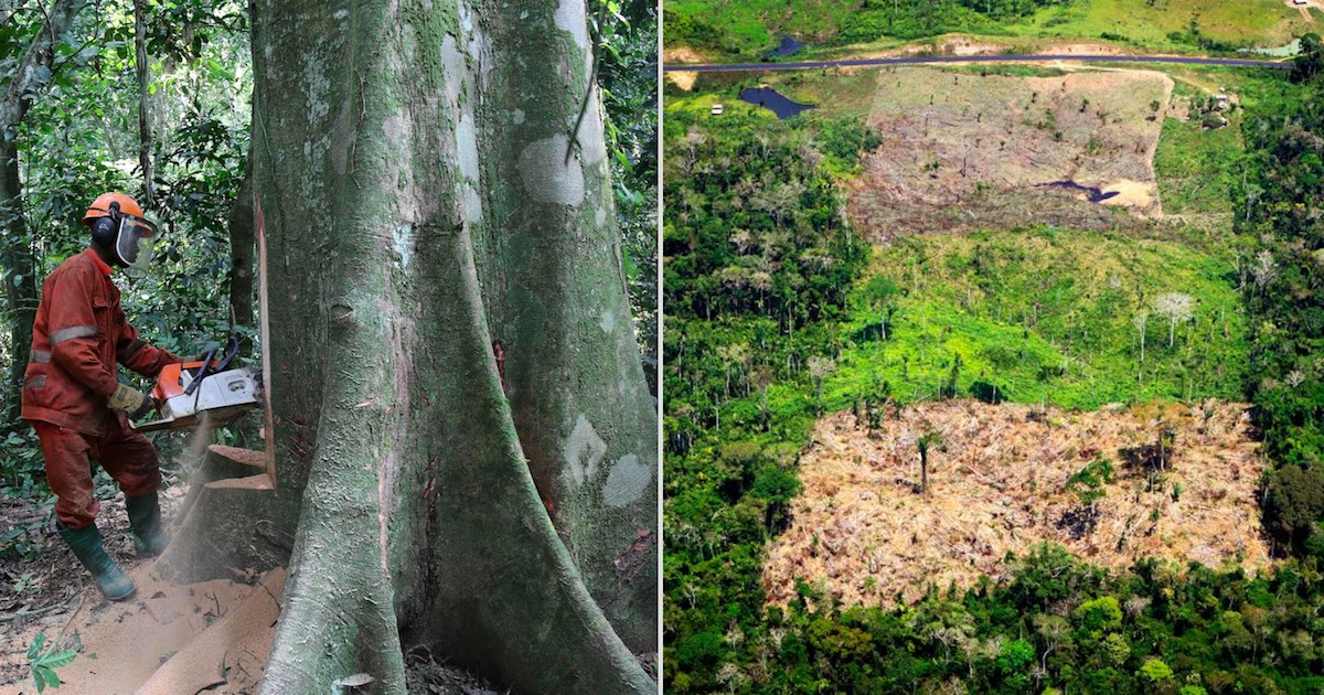 110 Nations Sign Agreement At COP26 Summit To End And Reverse Deforestation By 2030