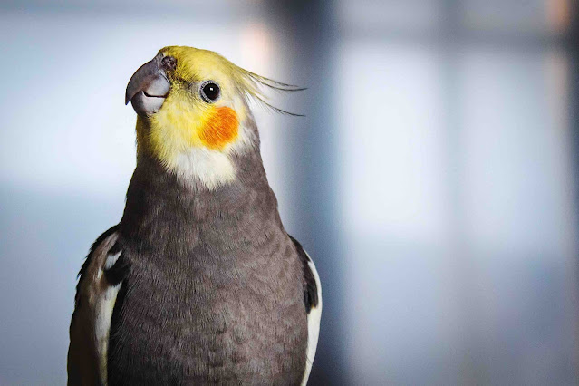 How to train cockatiel to talk