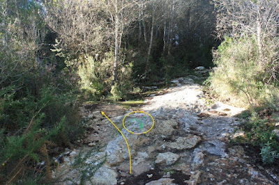 CIMS I COTES DEL BAIX PENEDÈS - BELLVEI AL CASTELL DE LA MUGA, corriol en direcció a La Muga, per l'antic camí de carro, Ruta-1, corriol pels Bufadors i Muntanya del Francisquet