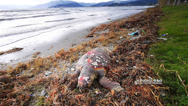 Μέχρι και νεκρή θαλάσσια χελώνα ξέβρασαν τα κύματα στην Αργολίδα
