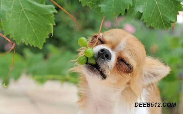 Can Dogs Eat Grapes