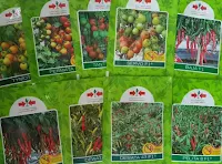 jual benih cabe, cabe rawit, dewata 43, cap panah merah, cabai, toko pertanian, toko online, lmga agro