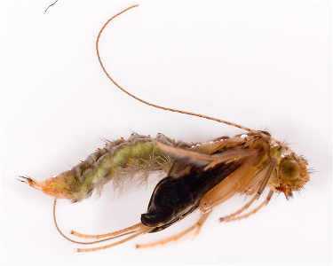 underwater photo of a live caddis pupa rising through the water column, showcasing natural movement and behavior imitated by wet fly patterns like the Tabou Caddis