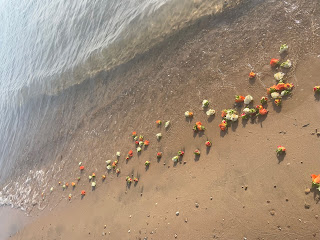 Shoreline at a beach on Lake Michigan. Orange, pink and white flowers floating in water close to shore