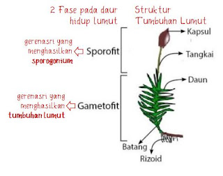 Kingdom Plantae (Tumbuhan): Jenis, Ciri-ciri, Reproduksi, Peranan dalam  kehidupan ~ Arena Edukasi