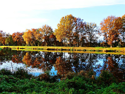 Spiegelungen im Wasser des Elbe-Lübeck-Kanals