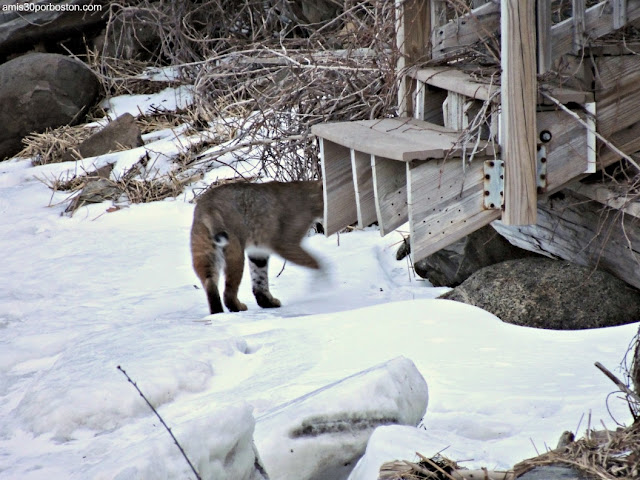 Bobcat o Lince Rojo en New Hampshire