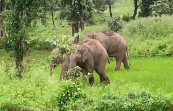कुदमुरा से अब लेमरू में इतने हाथियों ने दी दस्तक, ग्रामीणों में दहशत का माहौल