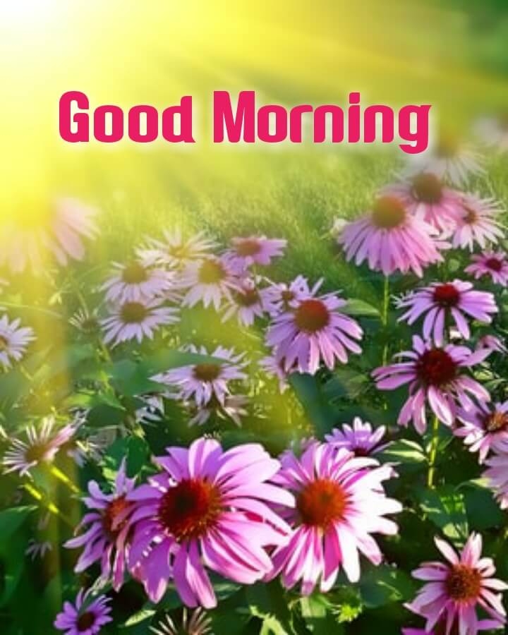 1 april good morning photosubh mangalwar, good morning photo, good morning photo naturewallpaper, good morning photo, good morning photo gif