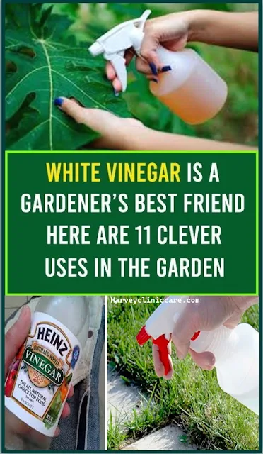 White Vinegar Is A Gardener’s Best Friend. Here Are 11 Clever Uses In The Garden