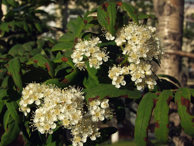 Рябина сибирская (Sorbus sibirica)