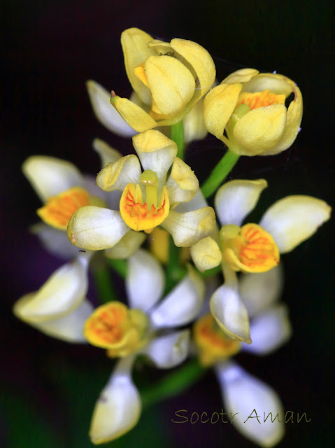 Cephalanthera fallcata