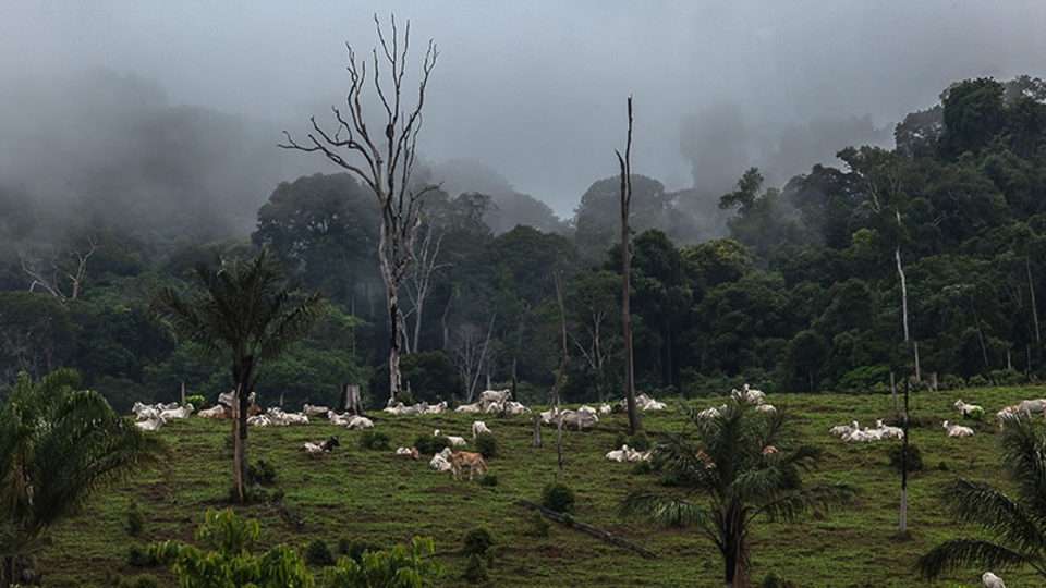A pecuária é o principal vetor de desmatamento na Amazônia (Foto: Lilo Clareto/Repórter Brasil)