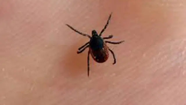 Ticks are carriers of cat infection