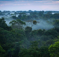 Pengertian Hutan Amazon dan Faktanya