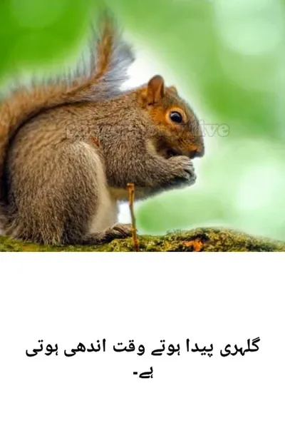 Amazing Facts About squirrel