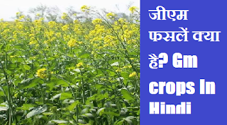 जीएम फसलें क्या है? Gm crops In Hindi