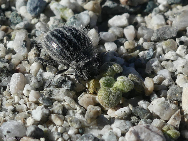 33: tiny beetle chewing on a tinier leaf