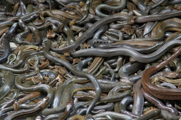 Essa ilha tem a segunda maior concentração de cobras do mundo: há 45 delas por hectare, perdendo apenas para a Ilha de Shedao, na China