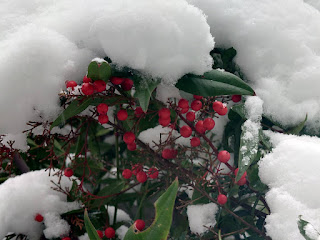 【20220103】雪の下のナンテン