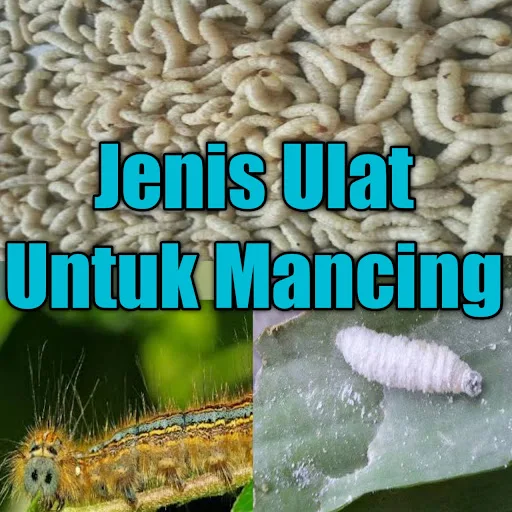 Jenis Ulat Untuk Umpan Mancing Yang Paling Di Sukai Ikan - Sebelum mengunakan umpan ulat, sebaiknya perkirakan dulu lokasi mancing dan target ikan karena ulat untuk umpan di kolam dan sungai itu berbeda