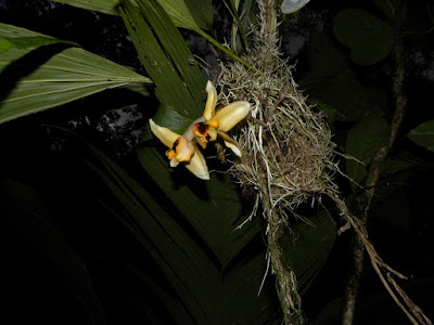 Stanhopea cirrhata - Tendril Stanhopea care