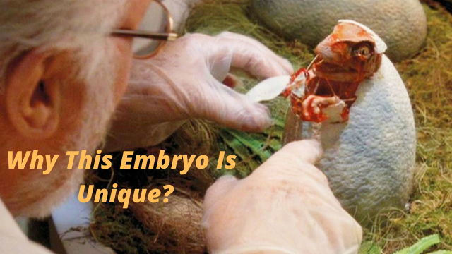 Why-This-Embryo-Is-Unique