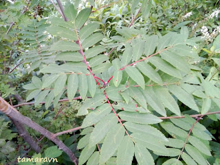 Рябина амурская / Рябина похуашаньская (Sorbus amurensis, =Sorbus pohuashanensis)