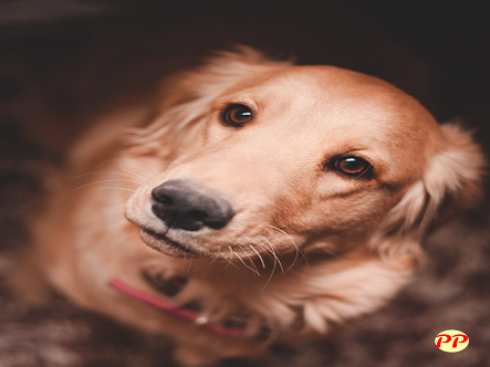 Update Harga Anjing Golden Retriever (Anakan dan Dewasa)