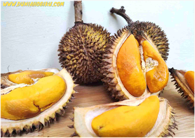 jenis durian lai