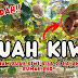 Inspirasi Sukses Budidaya Buah Kiwi: Tips dan Strategi