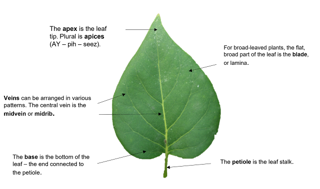 An illustration of leaf parts, pointing out the blade, apex, base, veins and petiole.