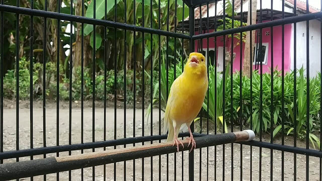Cara Merawat Burung Kenari