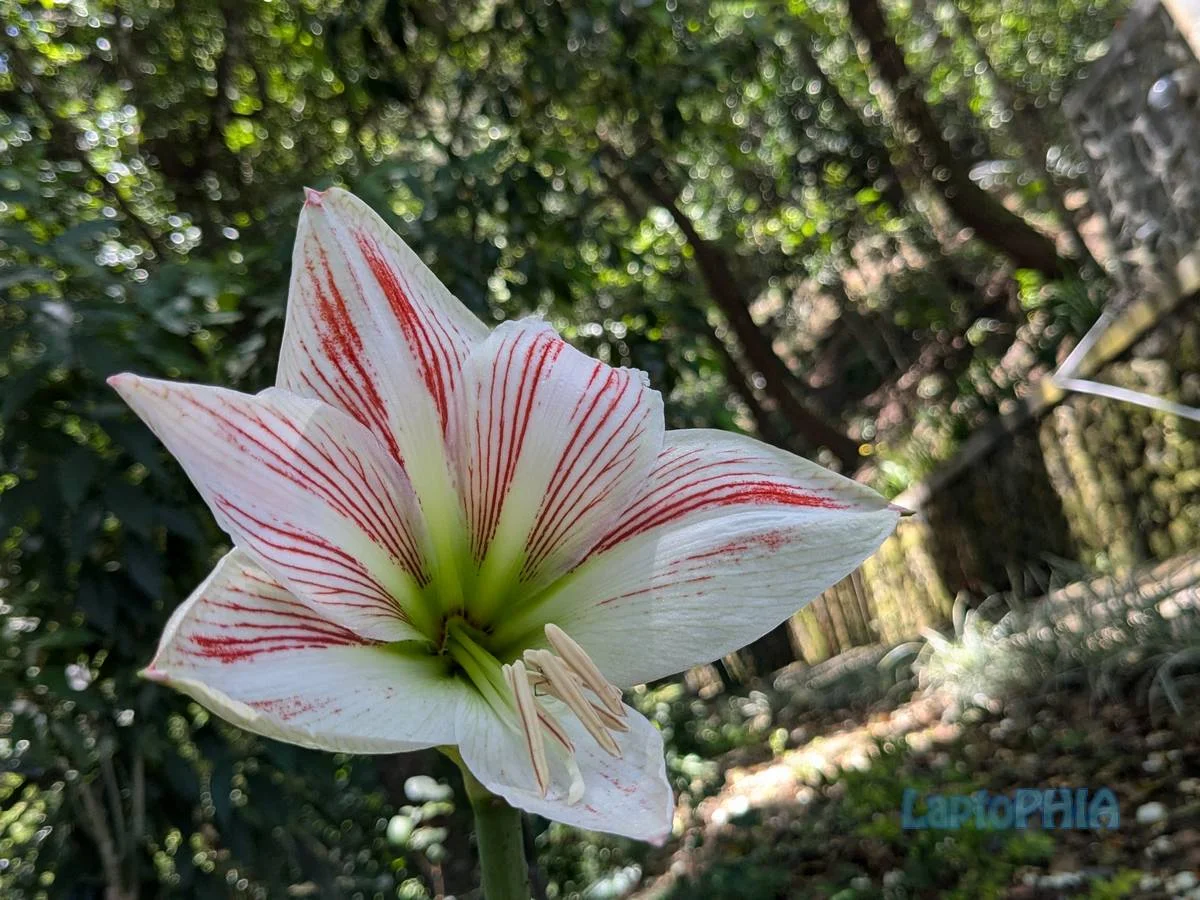 Hasil Foto Kamera Google Pixel 6a