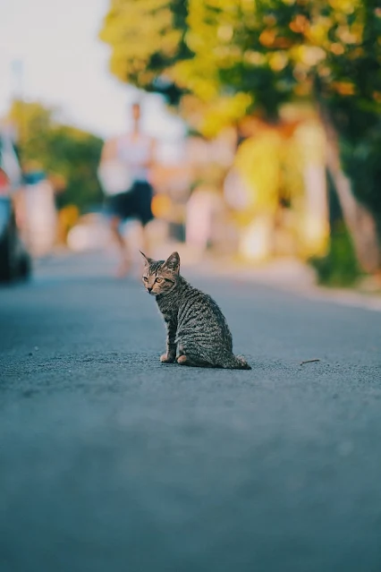Cara Merawat Kucing Kampung Agar Berbulu Lebat dan Sehat
