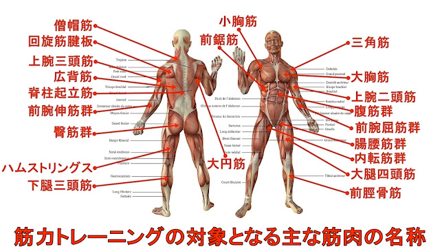 筋肉の名前 読み方 と作用 部位詳細 英語名称 ラテン名 起始停止なども解説 里海 Web水族館 動物園 昆虫館 植物園