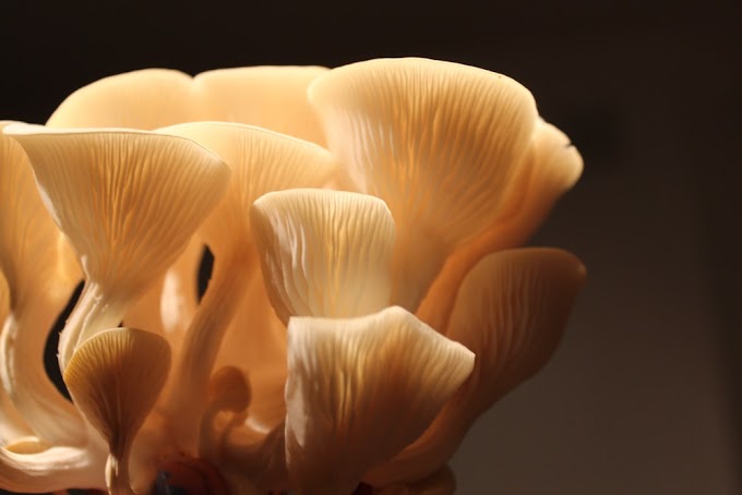 Top Mushroom Company In Belgium | Buy Mushroom Online In Belgium | Mushroom Exporter In Brussels