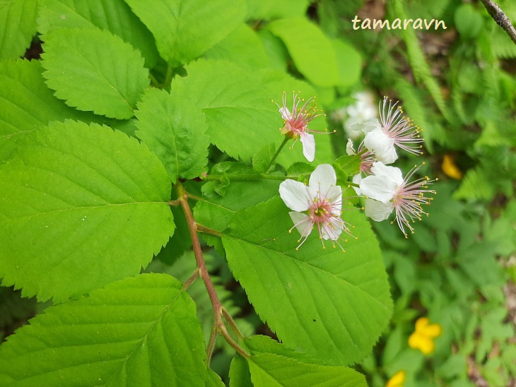 Вишня Максимовича / Черёмуха Максимовича (Cerasus maximowiczii, =Prunus maximowiczii, =Padus maximowiczii)