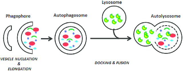 How to reverse age with fasting, autophagy 