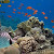 Pesona Bawah Laut Pulau Putri,Keindahan Coral Garden Hasil Kolaborasi PT Timah Tbk dengan Nelayan