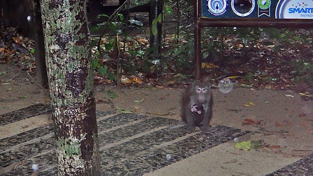 a monkey carrying its baby under the rain outside the St. Paul Cave and Underground River also known as Puerto Princesa Underground River