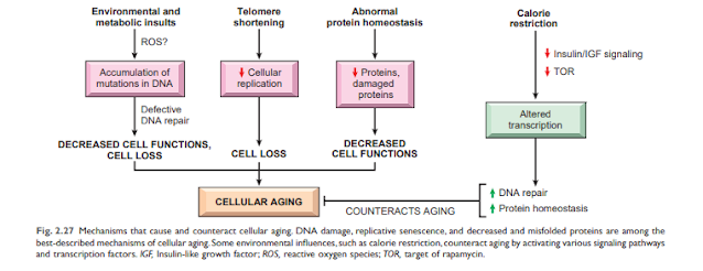 Cellular Aging