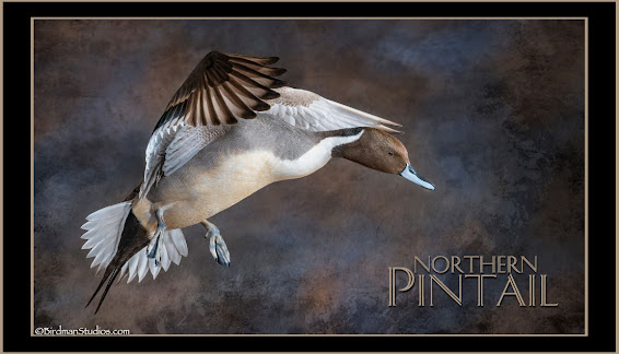 Northern Pintail Flying Duck Mount