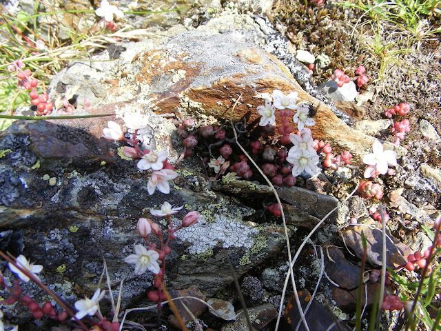 Short-leaved Stonecrop Sedum brevifolium, Haute Pyrenees, France. Photo by Loire Valley Time Travel.