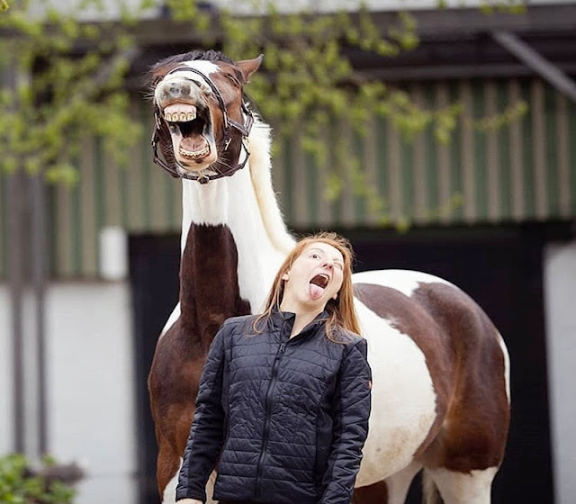 10 Ways to Make a Horse Happy