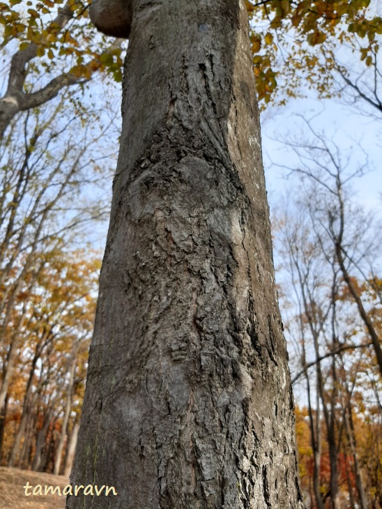 Мелкоплодник ольхолистный / Рябина ольхолистная (Micromeles alnifolia, =Sorbus alnifolia)