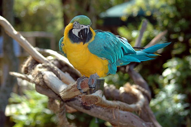 pet bird's wings, bird